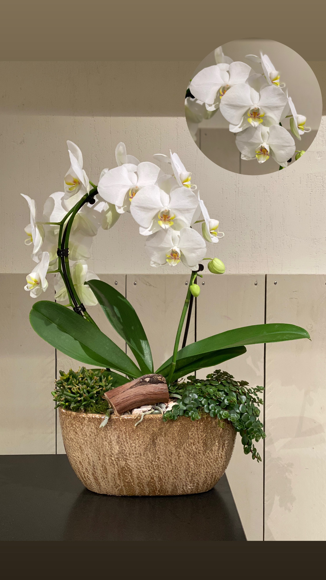 Luxe Orchidee opgemaakt in pot